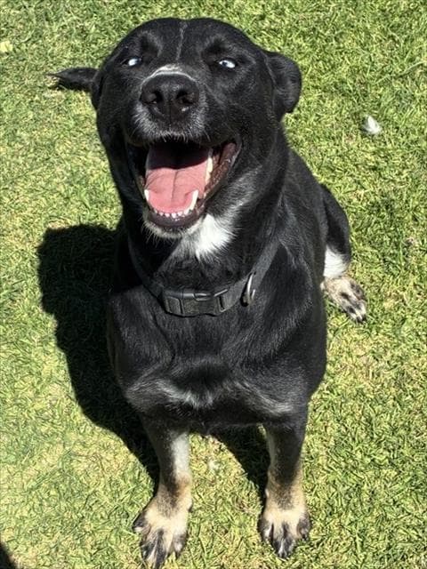 Robby - Australian Shepherd