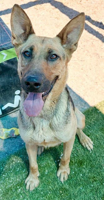 Mona - German Shepherd Dog