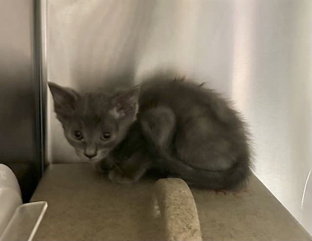 Med Adopt Theo - Domestic Short Hair