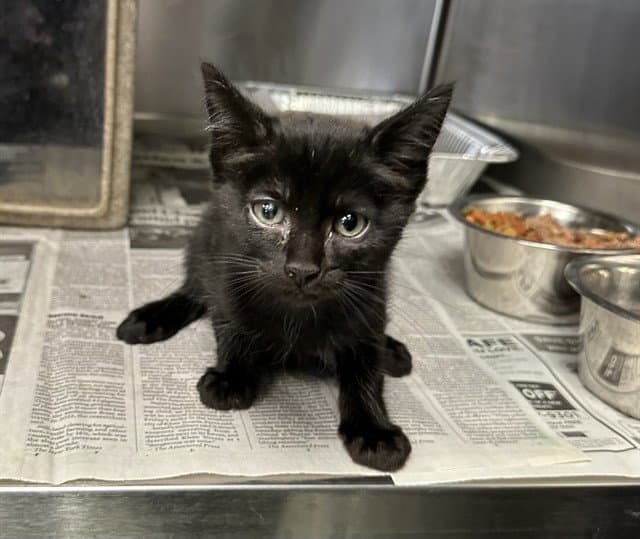 Med Adopt Darcy - Domestic Short Hair