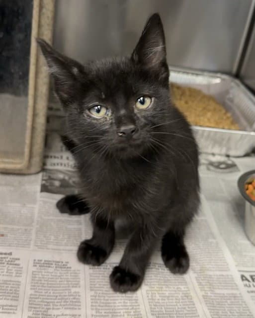 Med Adopt Roxy - Domestic Short Hair