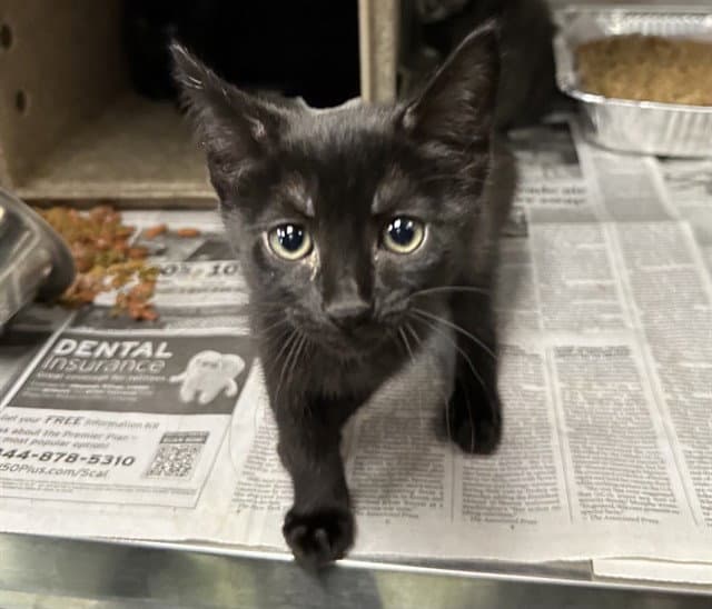 Med Adopt Igloo - Domestic Short Hair