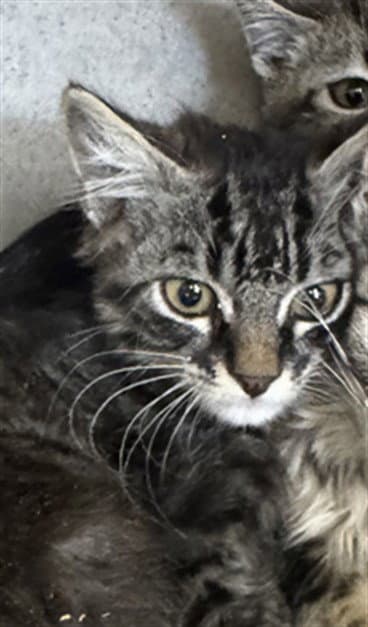 Aris - Domestic Short Hair