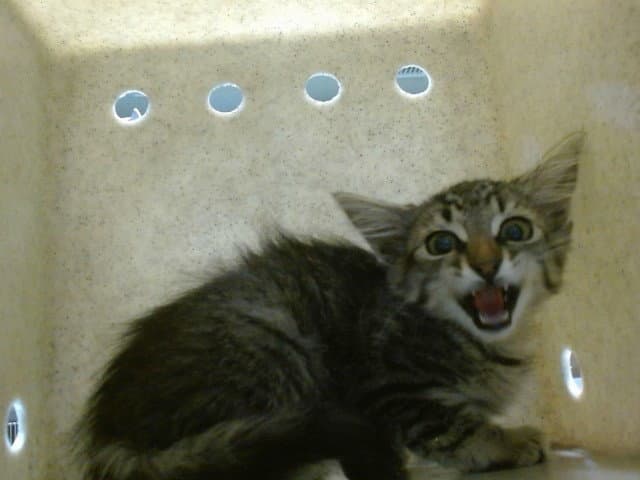 Adley - Domestic Short Hair