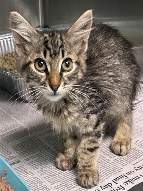 Adley - Domestic Short Hair