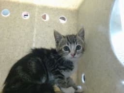 Caelan image 1
