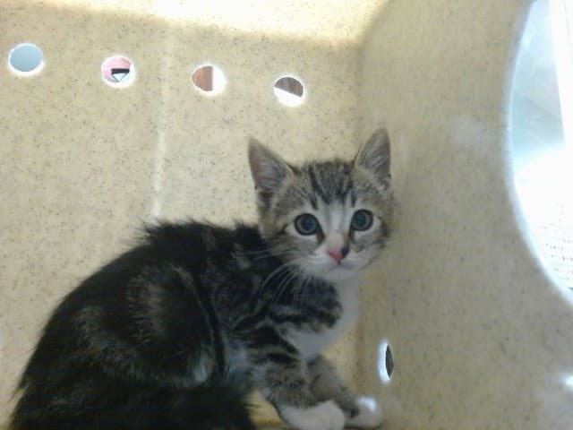 Caelan - Domestic Short Hair