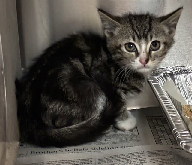 Caelan - Domestic Short Hair