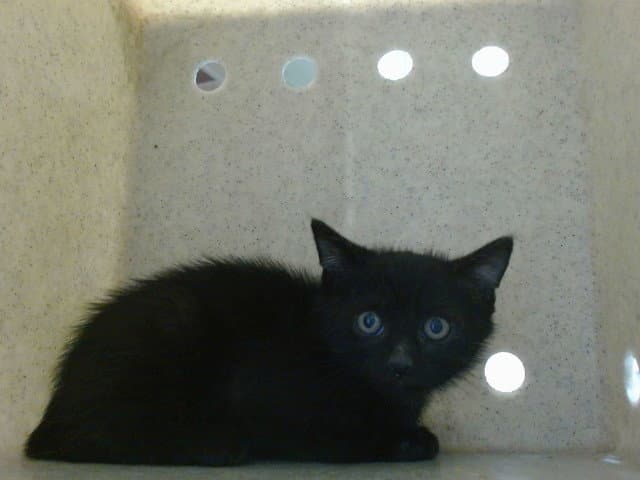 Chesney - Domestic Short Hair