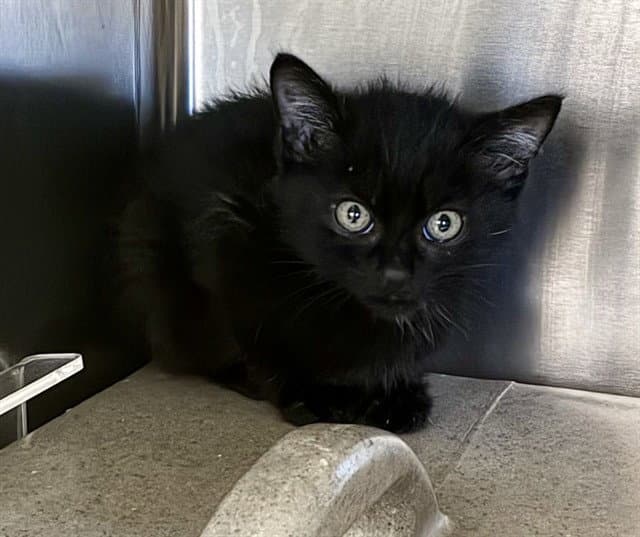Chesney - Domestic Short Hair