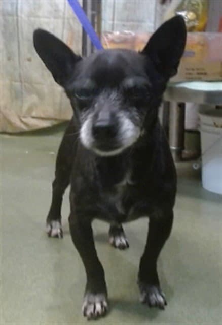 Med Waiver Pepe - Chihuahua