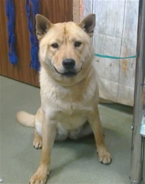 Squashy - Akita