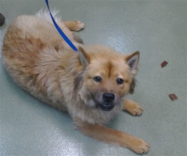 Pumpkinspice - Chow Chow