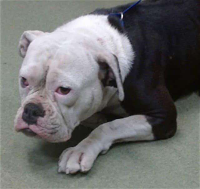 Med Waiver Daisy - American Bulldog