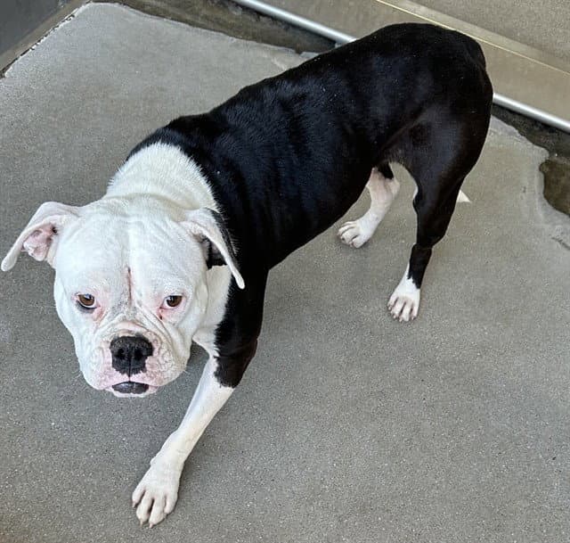 Med Waiver Daisy - American Bulldog