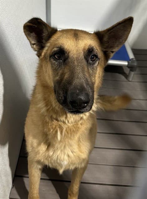 Buck - German Shepherd Dog