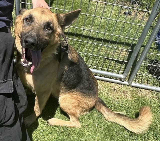 Buck - German Shepherd Dog