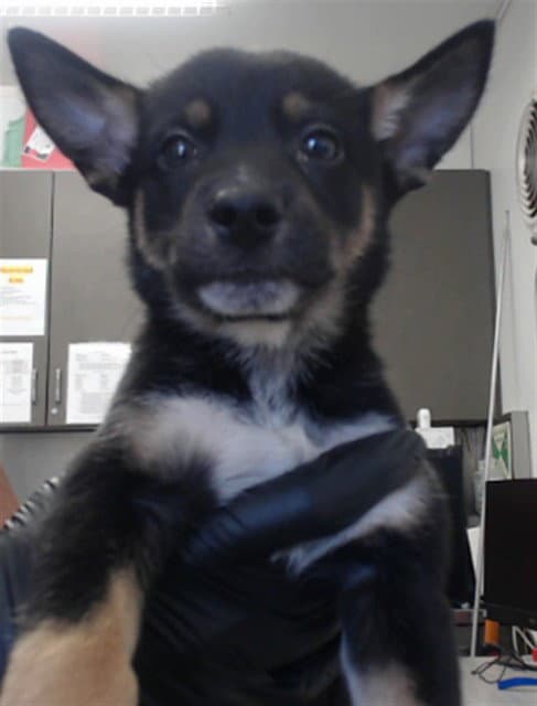 Dill - German Shepherd Dog