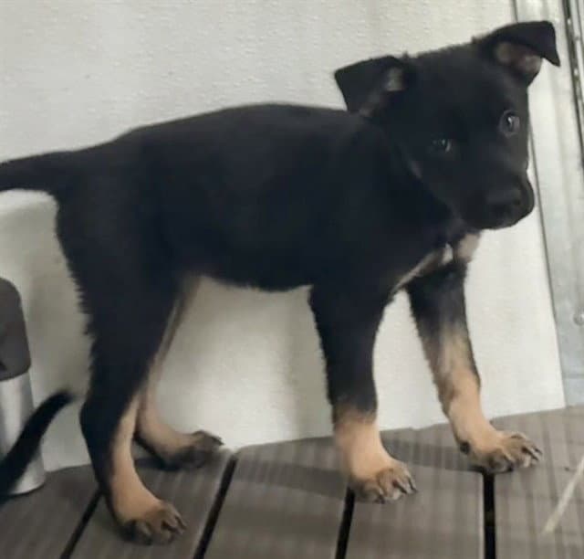 Dill - German Shepherd Dog