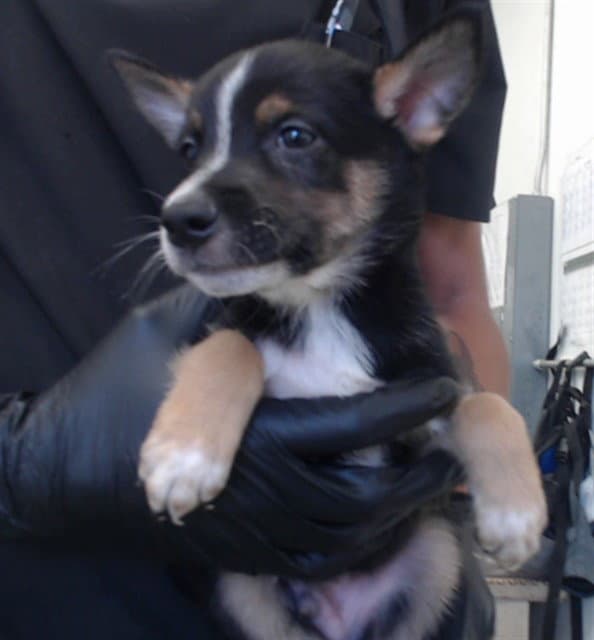 Phil - German Shepherd Dog