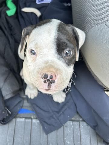 Rufus - Boxer