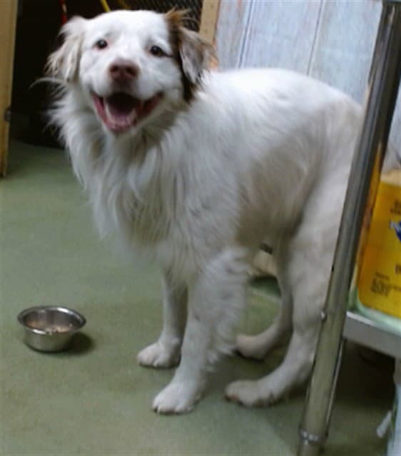 Clyde - Australian Shepherd