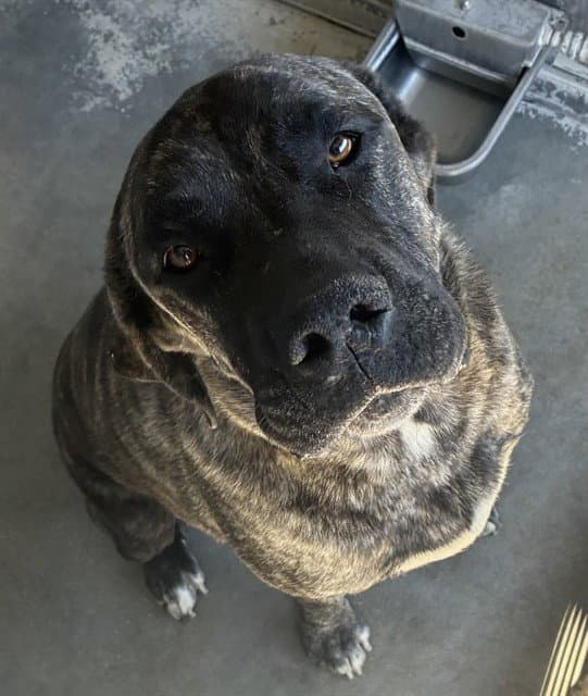 Dusty - Cane Corso Mastiff