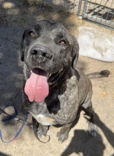 Dusty - Cane Corso Mastiff