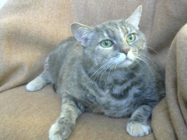 Med Waiver Marby - Domestic Short Hair