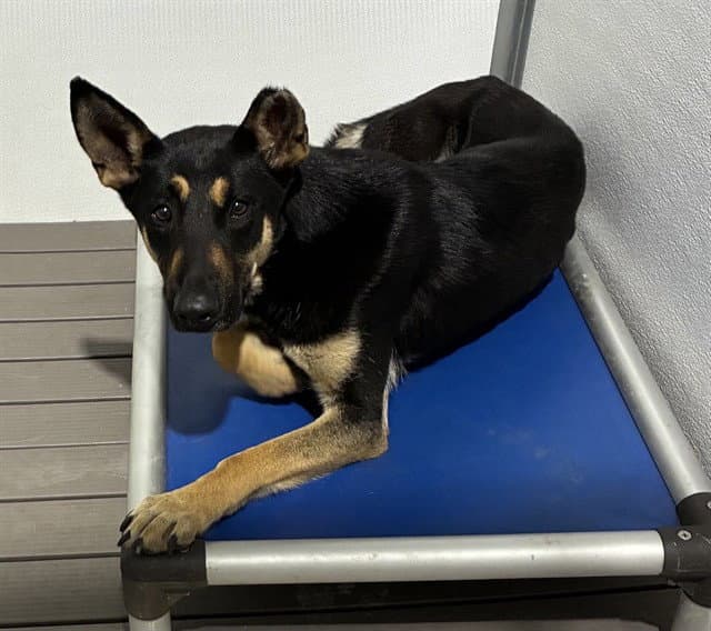 Mina - German Shepherd Dog