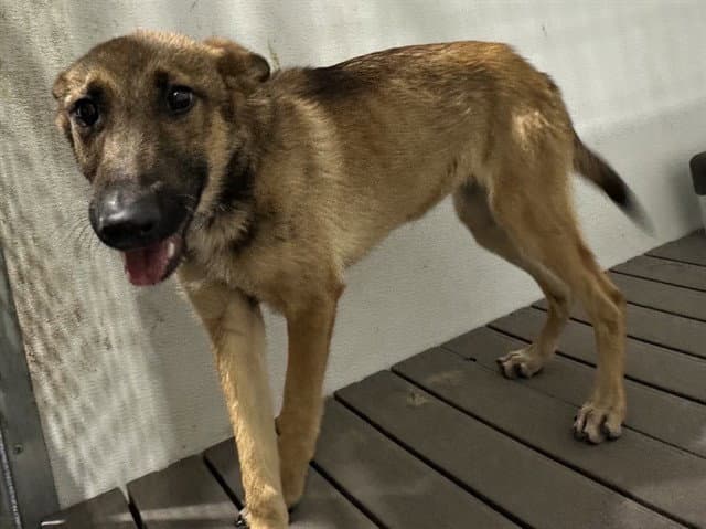 Dallas - German Shepherd Dog