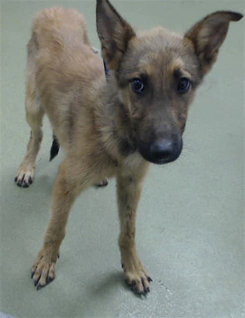 Higgins - German Shepherd Dog