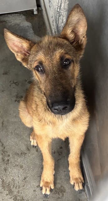 Higgins - German Shepherd Dog