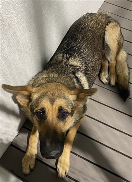 Minnie Mouse - German Shepherd Dog