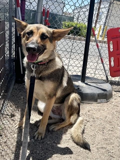 Minnie Mouse - German Shepherd Dog