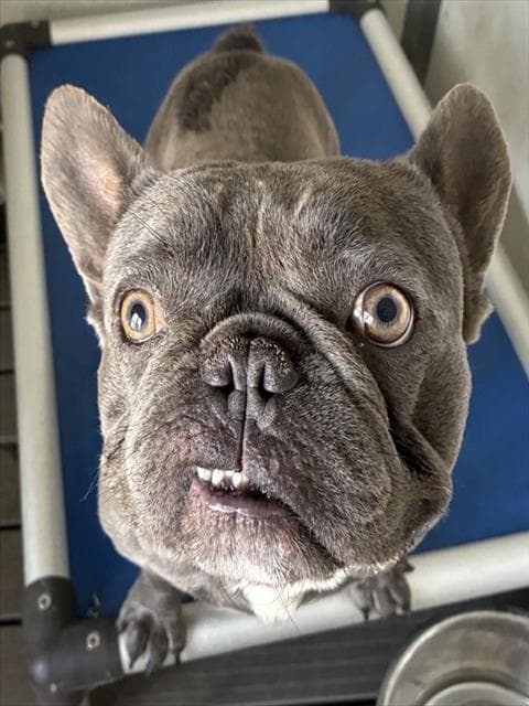 Toad - French Bulldog