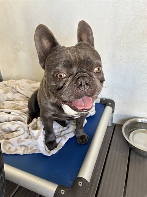Toad - French Bulldog
