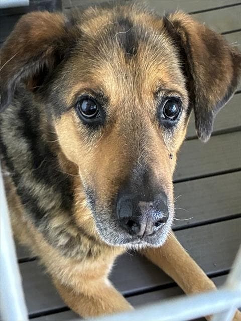 Bryce - German Shepherd Dog