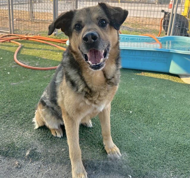 Bryce - German Shepherd Dog