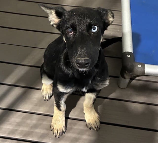 Med Waiver Sue - German Shepherd Dog