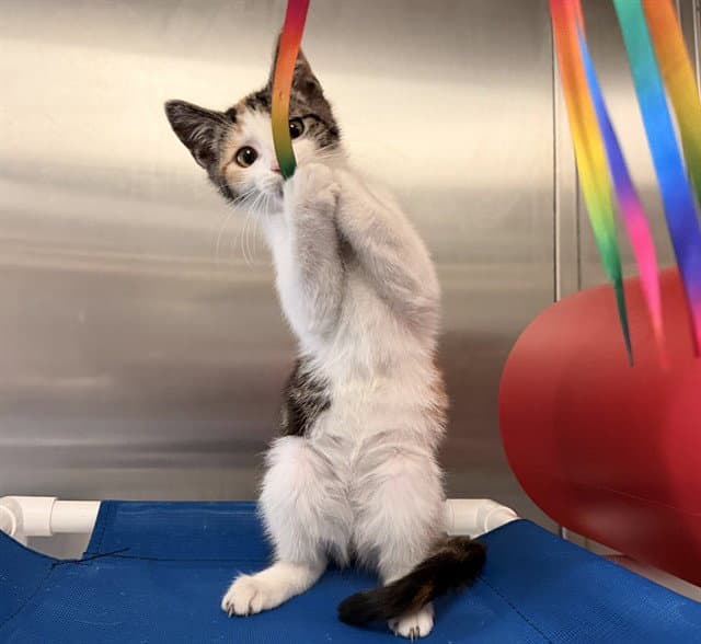 Becka - Domestic Medium Hair