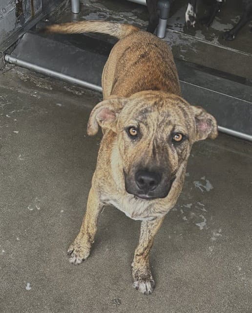Tiger - Pit Bull Terrier