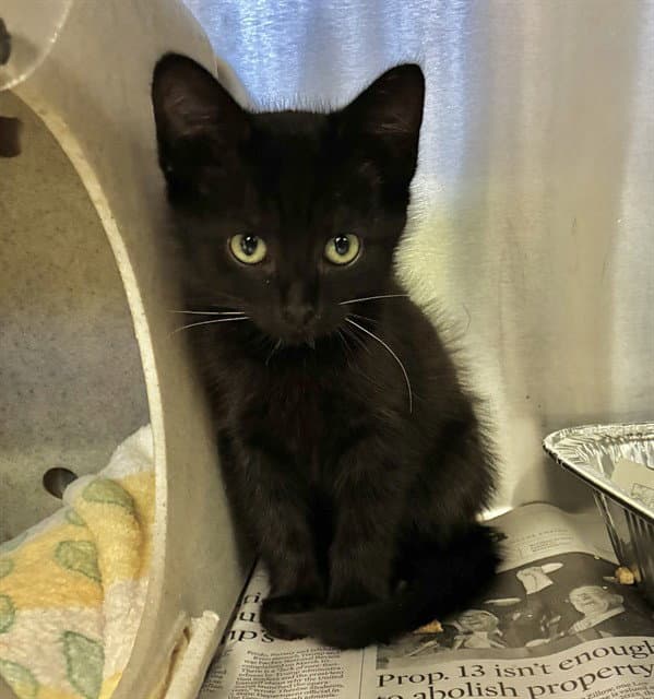 Montana - Domestic Short Hair