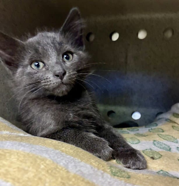 Arizona - Domestic Short Hair