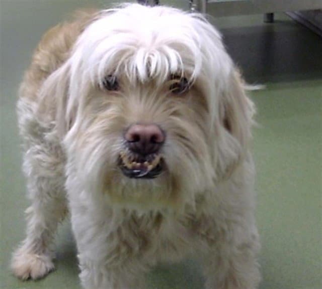 Med Waiver Marty - Maltese