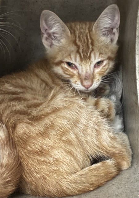 Tango - Domestic Short Hair