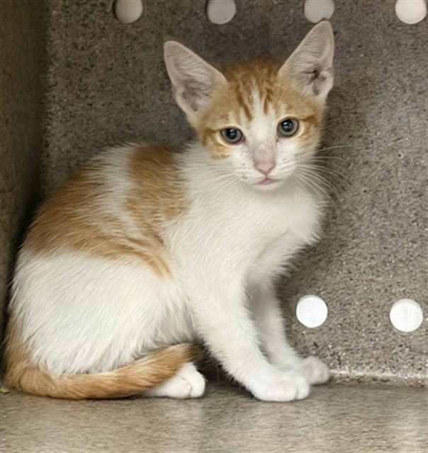 Myra - Domestic Short Hair