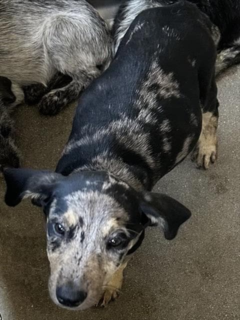 Aquarius - Australian Cattle Dog/Blue Heeler