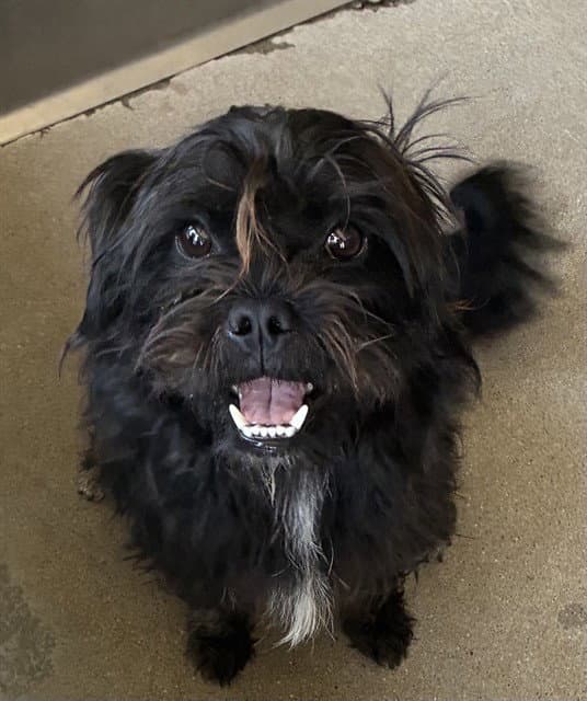 Paul - Maltese