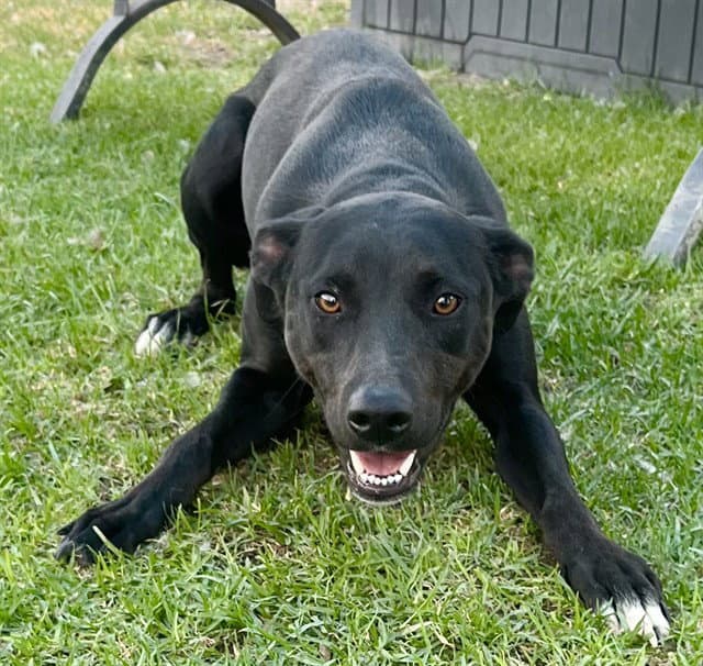 Kylie - Labrador Retriever